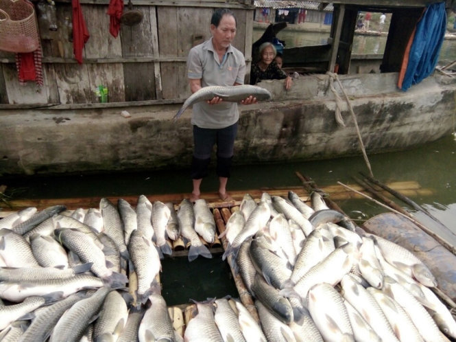 Cá lồng đến kỳ thu hoạch của người dân xã Thành Vinh, huyện Thạch Thành, Thanh Hóa bị chết - Ảnh: Hà Đồng