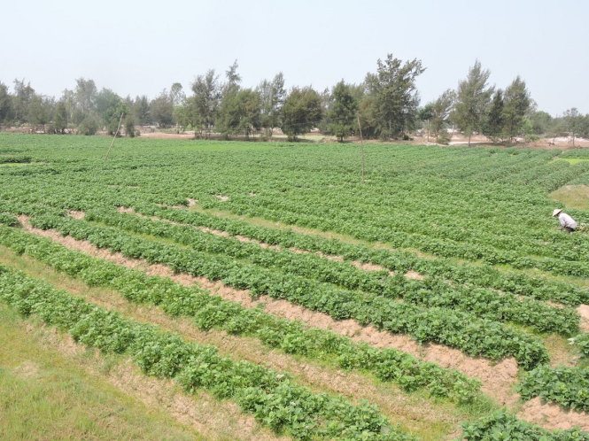 Những cánh đồng khoai lang xanh mướt - hình ảnh thanh bình nơi vùng quê đất cát xứ Quảng.