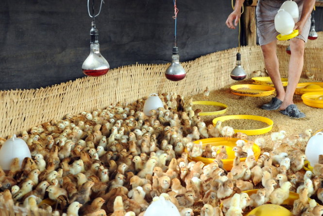 Đàn gà Dabaco của một trang trại tại huyện Long Thành, Đồng Nai - Ảnh: A Lộc