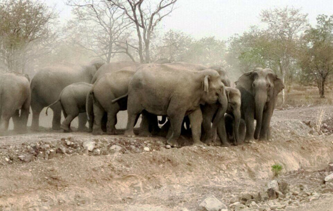 Đàn voi rừng xuất hiện ở khu vực dân cư, hoa màu để kiếm thức ăn, nước uống - Ảnh: người dân cung cấp