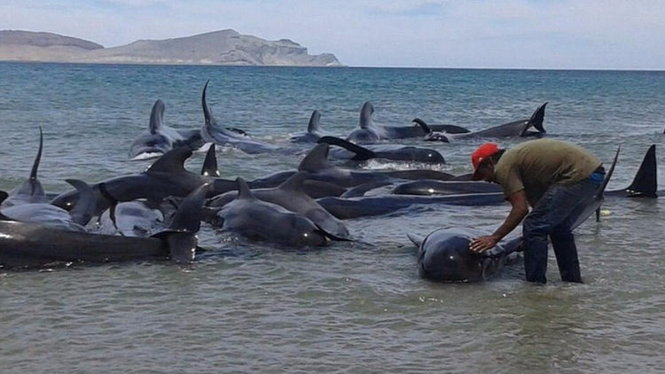 Dù lực lượng cứu hộ ra sức giải cứu, 24 con cá voi mắc cạn vẫn chết - Ảnh: AP