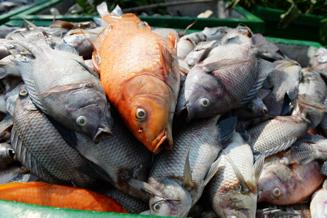 Nhiều loại cá chết trên kênh Nhiêu Lộc - Thị Nghè có kích thước rất to - Ảnh: Hữu Khoa