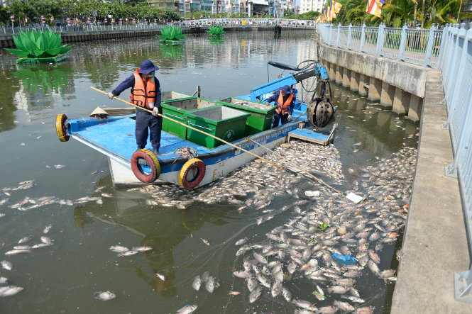 Nhân viên Công ty TNHH MTV Môi trường đô thị TP.HCM vớt cá chết trên kênh Nhiêu Lộc - Thị Nghè chiều 17-5 - Ảnh: Hữu Khoa