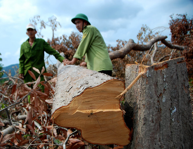 Nhiều cây gỗ có đường kính thân 30-60cm bị chặt phá ở các tiểu khu 83, 90 rừng xã Phú Mỡ (huyện Đồng Xuân, tỉnh Phú Yên) - Ảnh: An Nguyên