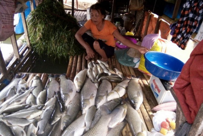 Cá lồng đến kỳ thu hoạch của người dân xã Thành Vinh, huyện Thạch Thành (Thanh Hóa) chết do ô nhiễm - Ảnh: Hà Đồng
