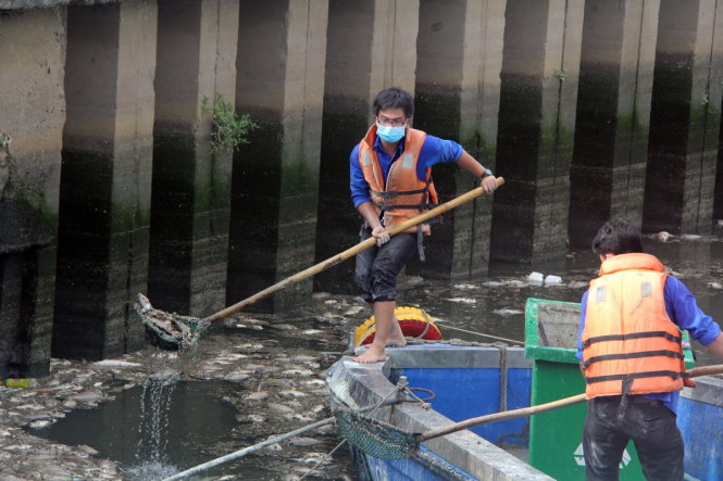 Xác cá chết được các công nhân vớt đưa vào thùng chứa rác - Ảnh: Q.Khải