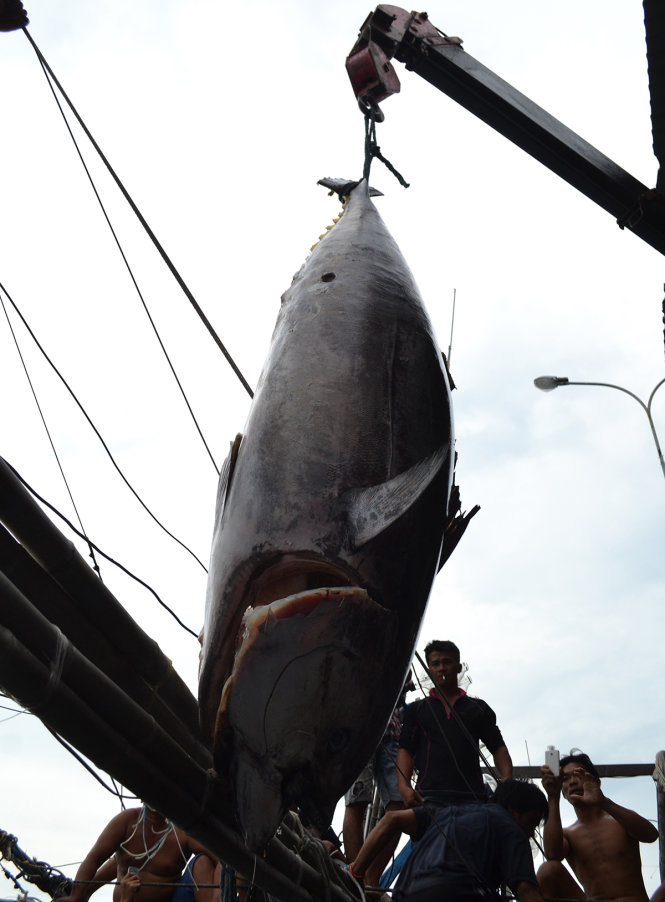 Cẩu con cá ngừ đại dương khổng lồ từ hầm tàu lên cầu cảng Hòn Rớ - Ảnh: DUY THANH