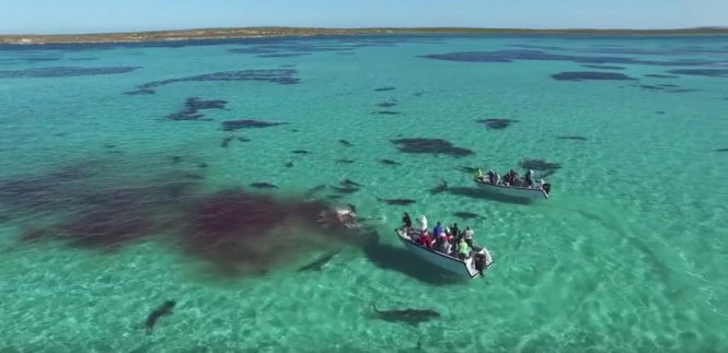 Khung cảnh bầy cá mập làm thịt cá voi với vệt máu lớn ở Vịnh Cá mập - Ảnh trích từ clip