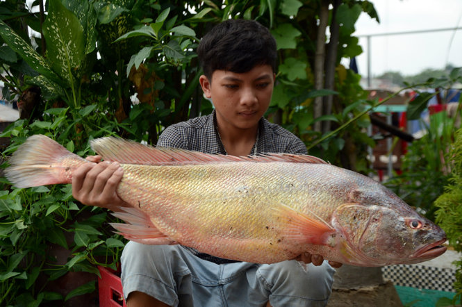 Con cá mà anh Hoàng Quốc Phi đã bắt được trên sông Đồng Nai tối 24-5, nghi là loài sủ vàng - Ảnh: ĐỨC TRONG