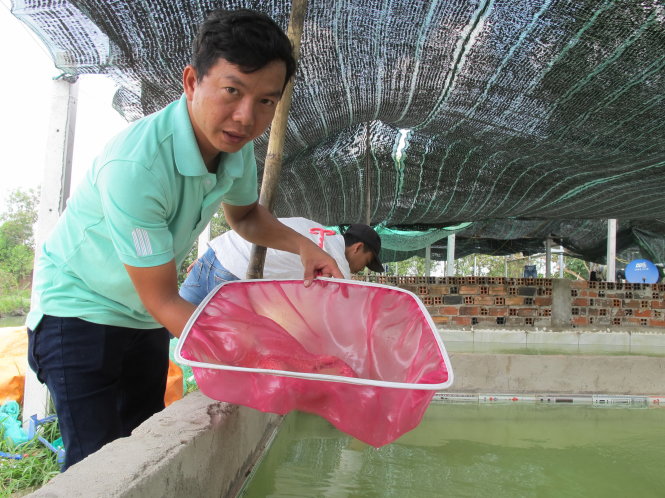 Anh Nguyễn Trung Hiếu (xã Trung Lập Thượng, huyện Củ Chi, TP.HCM) thành công với mô hình ép cá lăng giống cho hiệu quả cao - Ảnh: K.Anh