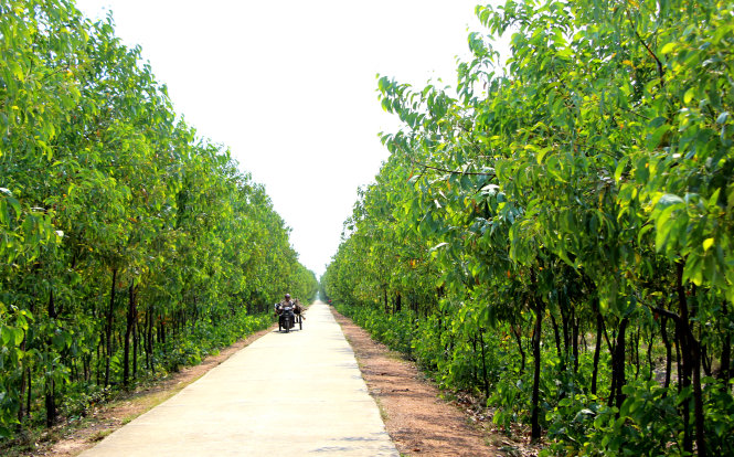 Vùng rừng phòng hộ ven biển xã Điền Hương (huyện Phong Điền, Thừa Thiên - Huế) nằm trong khu vực nghiên cứu xây dựng nhà máy nhiệt điện - Ảnh: Minh Tự