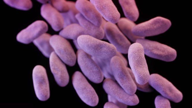 Ảnh mô phỏng một nhóm vi khuẩn kháng thuốc  - Ảnh: CDC