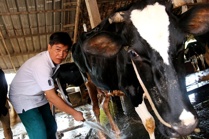 Từng vay và trả đúng hạn số tiền 150 triệu đồng để nuôi bò sữa, Nguyễn Sơn Hùng (Hóc Môn) vay thêm 100 triệu từ Quỹ hỗ trợ thanh niên khởi nghiệp để phát triển đàn bò  
- Ảnh: NG.Hiển