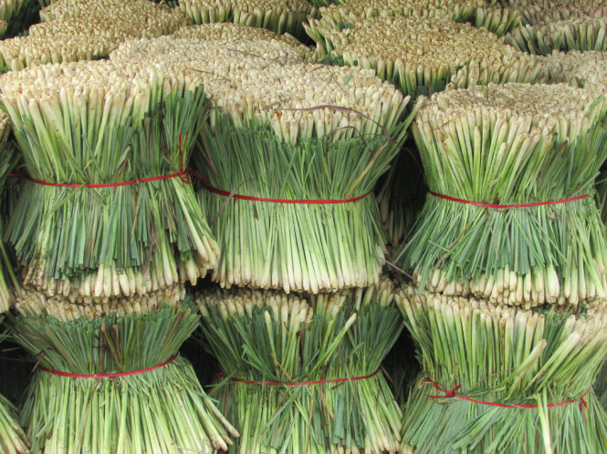 Sả cây vừa thu hoạch tại một vựa thu mua ở Tân Phú Đông