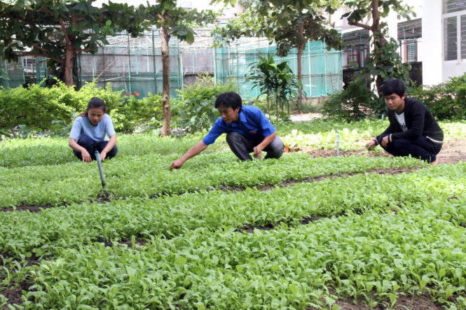 Vườn rau sạch được các sinh viên chăm sóc tại Trường CĐ Lương thực thực phẩm Đà Nẵng - Ảnh: Đoàn Cường
