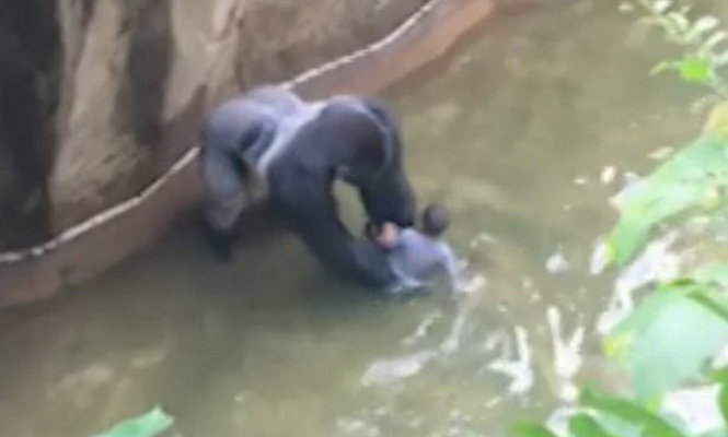 Con khỉ đột tóm lấy cậu bé dưới hào nước - Ảnh chụp từ video clip
