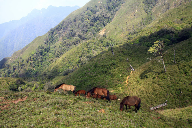 Những đàn ngựa của người dân bản địa nhở nha gặm cỏ. Nghề chăn ngựa ở trên núi khá phát triển trong cộng động người Mông ở đây - Ảnh: Lê Hồng Thái