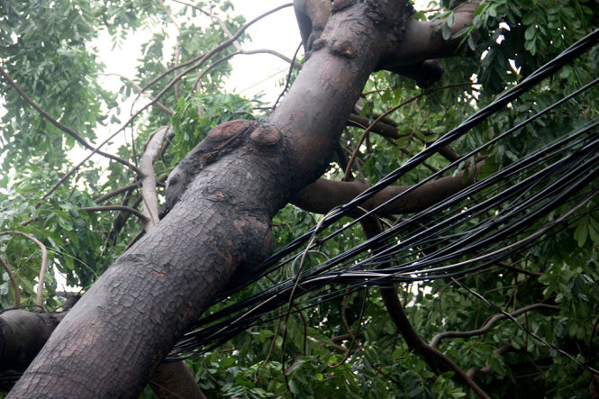 Hiện trường vụ cây xà cừ ngã đổ vào đường dây điện - Ảnh: Lê Phan