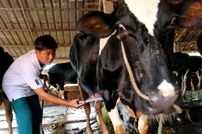 Anh Nguyễn Sơn Hùng (Xuân Thới Thượng, huyện Hóc Môn) cho biết đã hai lần vay vốn khởi nghiệp với số tiền 150 triệu đồng để nuôi bò sữa - Ảnh: NGỌC HIỂN.