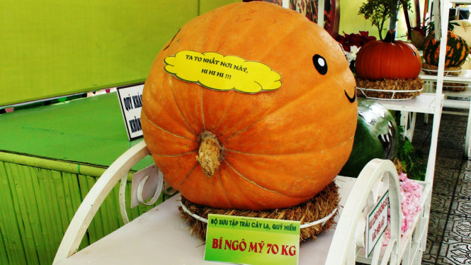 Trái bí ngô nặng 70kg - Ảnh : Đại Việt