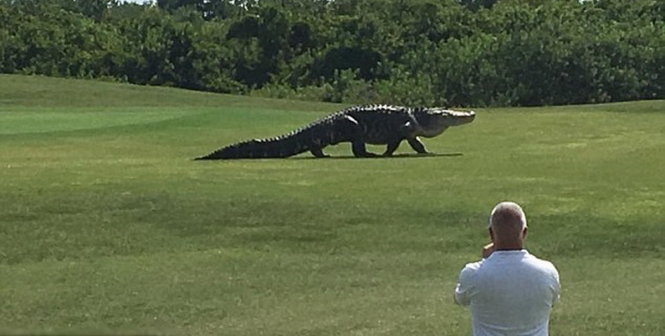 Con cá sấu khổng lồ xuất hiện trên sân golf - Ảnh chụp từ video clip