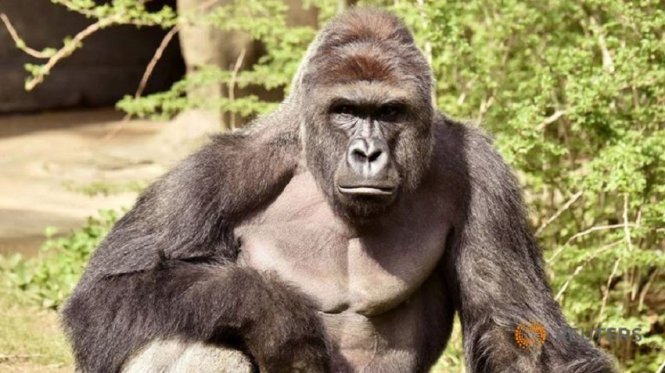 Gorilla Harambe lúc còn sống tại vườn thú Cincinnati - Ảnh: Reuters