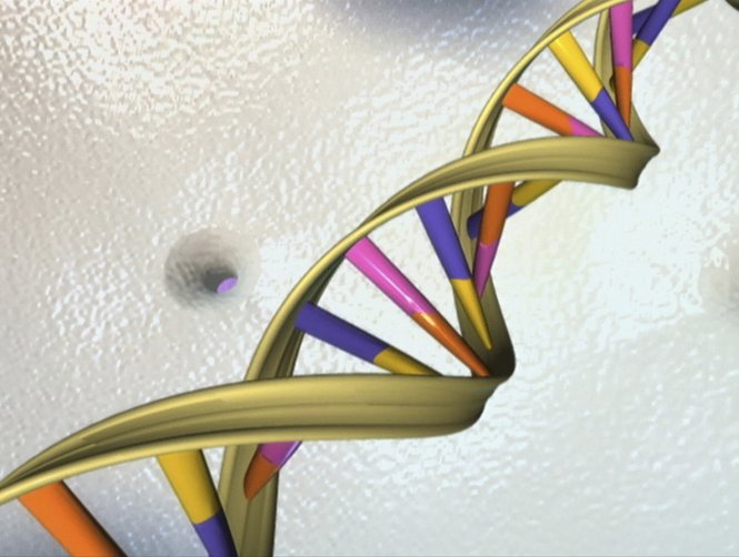 Cấu trúc xoắn của ADN - Ảnh: Reuters