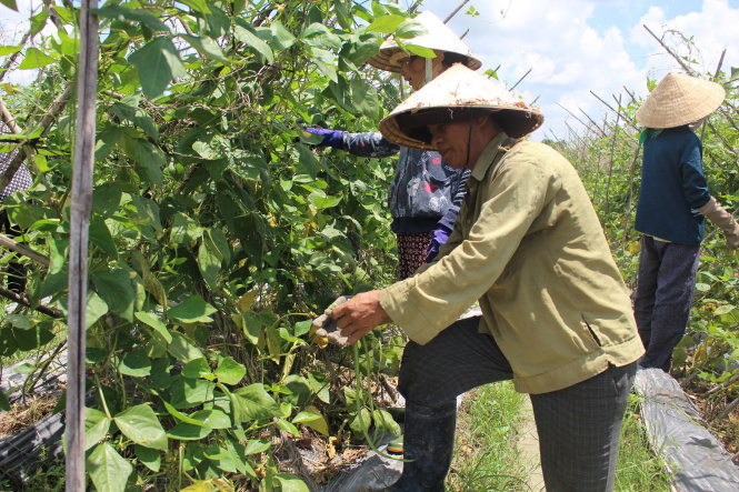 Mất nhiều công chăm sóc, chi phí  cao nhưng đậu đũa  VietGAP tại Củ Chi lại khó tiêu thụ, giá bấp bênh - Ảnh: C.Trung