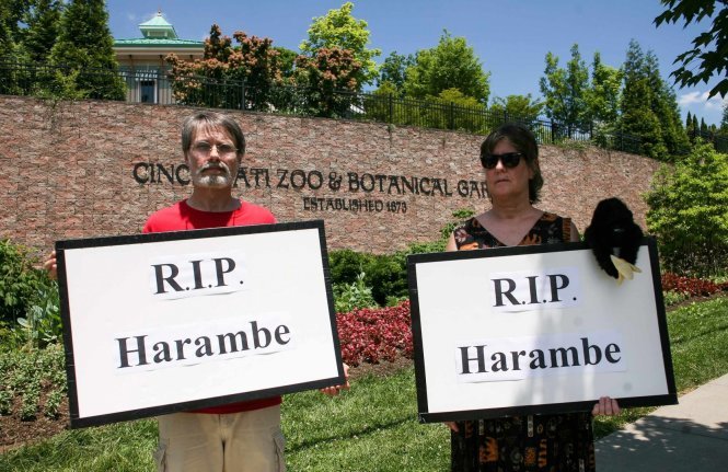 Những người dân bày tỏ lòng thương xót với con Gorilla đã bị bắn chết đứng bên ngoài vườn thú của thành phố Cincinnati - Ảnh: Reuters