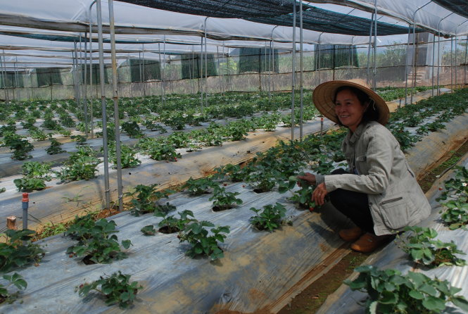 Bà Thiện Mỹ (Q.2, TP.HCM) trong trang trại nhà lưới hơn 2.000m2 trồng dâu tây Nhật Bản ở Măng Đen - Ảnh: V.Hùng