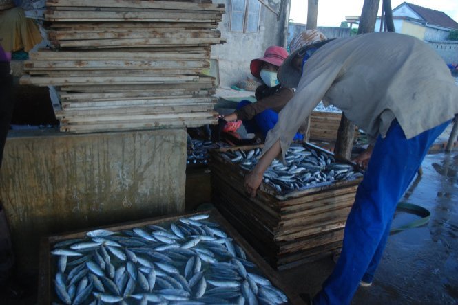Cá nục tại Quảng Trị bị phát hiện có chất cực độc - Ảnh: Quốc Nam