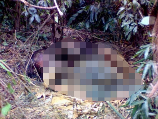 Nơi phát hiện con bò tót nặng gần một tấn chết ở huyện Anh Sơn, Nghệ An - Ảnh: T.Thành