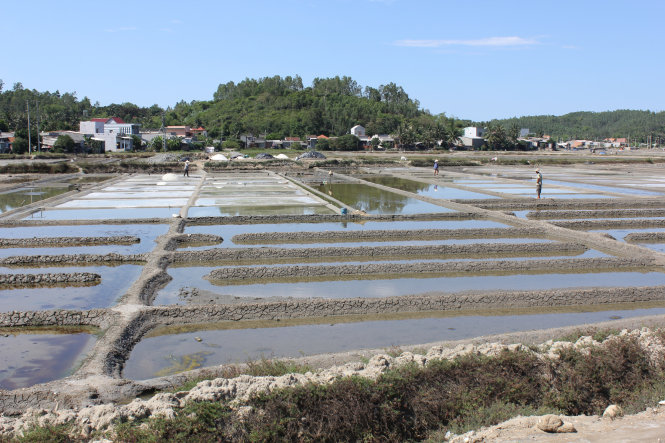 Hơn 20ha muối bị bỏ hoang, đồng muối Sa Huỳnh thưa vắng diêm dân - Ảnh: V.Q.Cầu