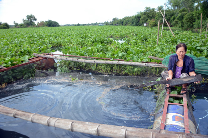 Thời gian gần đây, nguồn nước sông Vàm Cỏ Đông đoạn qua huyện Châu Thành, tỉnh Tây Ninh ô nhiễm nặng (ảnh chụp ngày 31-5) - Ảnh: ĐỨC TRONG