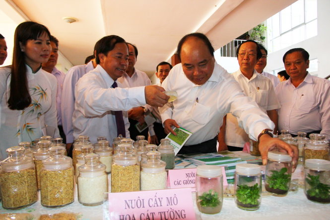 Thủ tướng Nguyễn Xuân Phúc xem các giống lúa có khả năng chống chịu mặn cao được Viện lúa ĐBSCL giới thiệu sáng 13-6 - Ảnh: CHÍ QUỐC