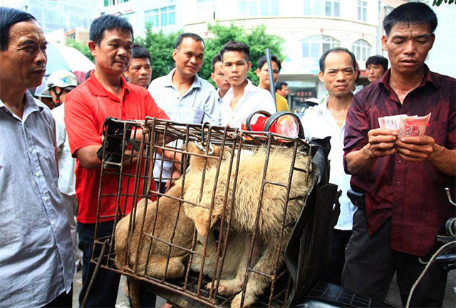 Hàng ngàn con chó bị giết thịt trong lễ hội thịt chó thường niên ở Ngọc Lâm, Quảng Tây, Trung Quốc - Ảnh: Shanghaiist