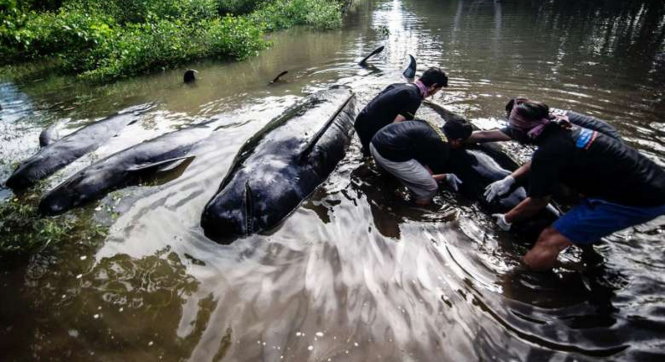 Những con cá voi bị mắc cạn ở  Probolinggo, tỉnh Đông Java hôm 16-6 - Ảnh: AFP