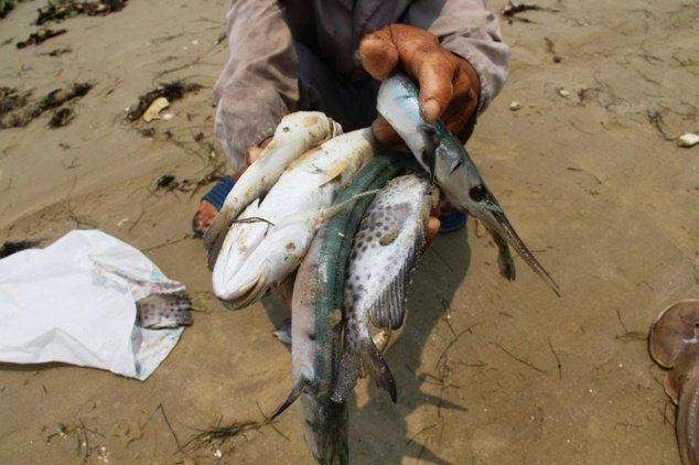 Một người dân chìa ra con cá chết ông nhặt được trên bờ biển ở huyện Phú Lộc, tỉnh Thừa Thiên Huế - Ảnh: Dailymail