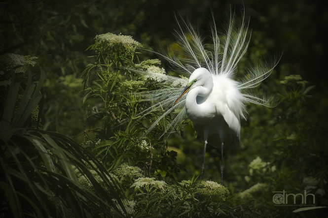 Vũ điệu của loài chim - Ảnh: Nhiếp ảnh gia Đặng Mỹ Hạnh