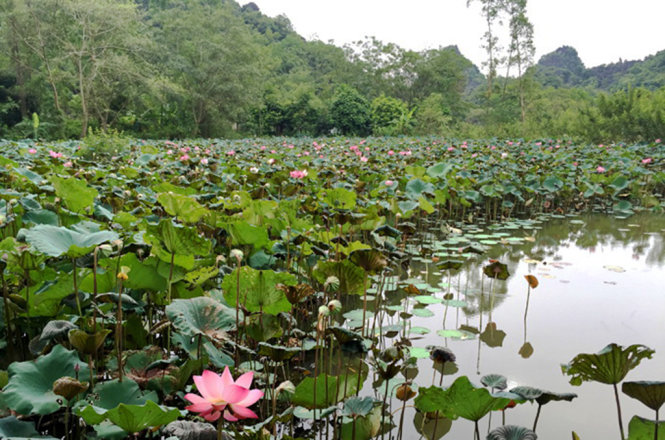 Hai bên nhà là những đầm sen tỏa hương ngan ngát