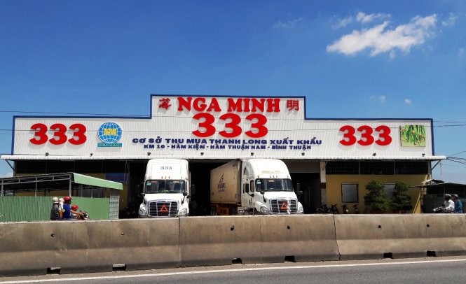 Vựa thanh long Nga Minh (huyện Hàm Thuận Nam) là một trong những nơi chỉ đóng hàng cho khách Trung Quốc, không bán nội địa - ẢNH: NG.NAM