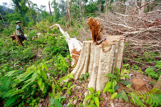 Những thân gỗ lớn bị lâm tặc đốn hạ trong rừng phòng hộ Đức Cơ, địa phận xã Ia Dom, huyện Đức Cơ, tỉnh Gia Lai - Ảnh: TIẾN THÀNH