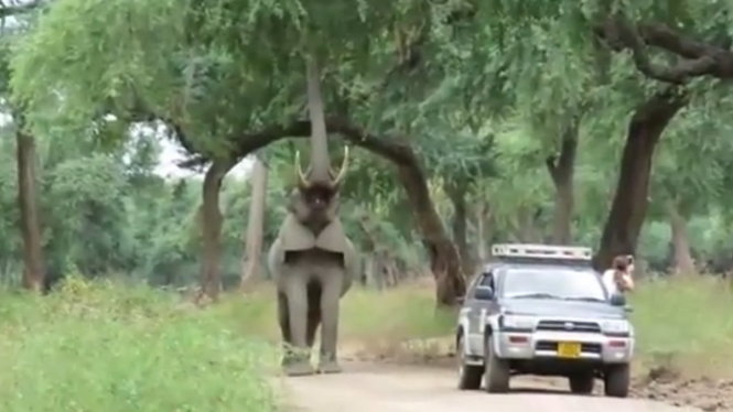 Chú voi bị trúng đạn tiến đến gần nhóm nhân viên thú y biểu lộ cần được giúp đỡ - Ảnh chụp từ video clip