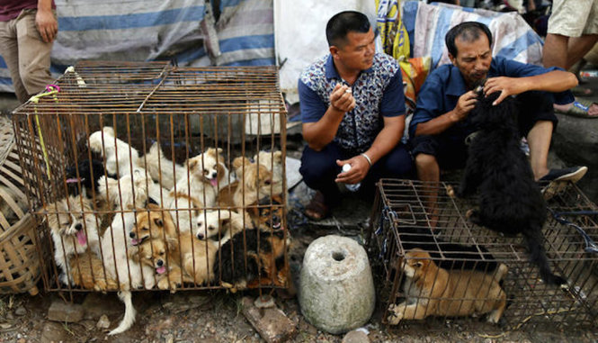 Một nơi bán chó sống tại Ngọc Lâm - Ảnh: AP