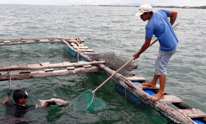 Cá bớp chết trong lồng bè của ông Nguyễn Văn Sáu (ảnh lớn) và ống xả thải trái phép ra biển của cơ sở cá hấp (ảnh nhỏ) - Ảnh: NGUYỄN NAM