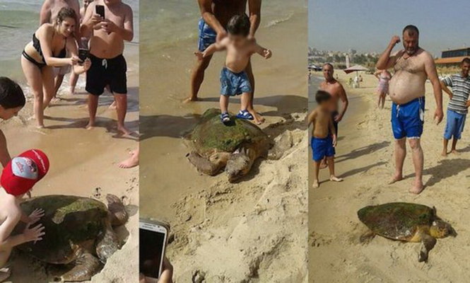 Con rùa bị đem lên bờ chụp ảnh - Ảnh: Mirror