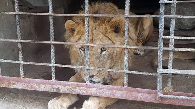 Sư tử bị bỏ đói khát trong vườn thú Yemen do chiến tranh - Ảnh: Mirror