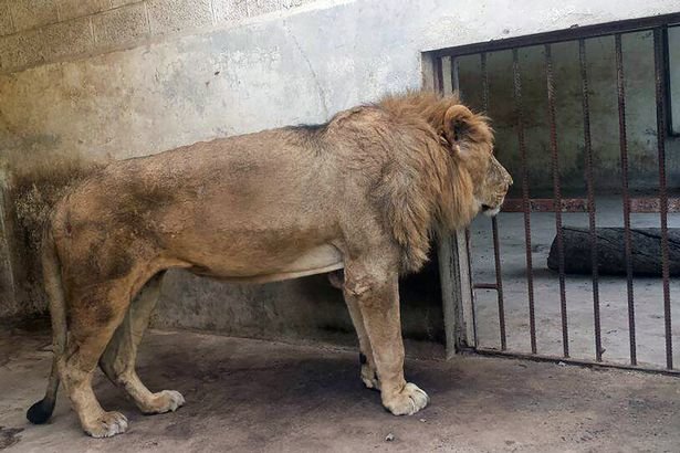 Sư tử ốm còn da bọc xương trong vườn thú Taiz - Ảnh: Mirror