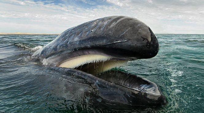 Trong mắt nhiếp ảnh gia Christopher Swann, cá voi là sinh vật hoàn hảo nhất dưới đại dương