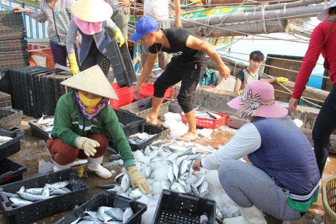 Ngư dân mong muốn nhà nước hỗ trợ để việc tiêu thụ hải sản sớm trở lại bình thường - Ảnh: Quốc Nam